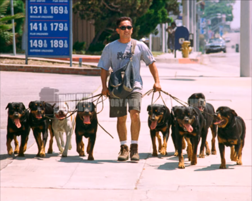 Every news photo tells a story Dog Days